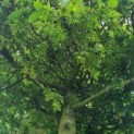Carpinus betulus - Afbeelding 4