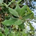 Quercus ilex - Afbeelding 4