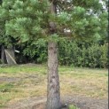 Sequoiadendron giganteum - 1