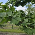 Ginkgo biloba - Foto 4