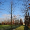 Fagus sylvatica 'Atropunicea' - december 2024