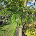 Albizia julibrissin - 3