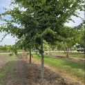 Carpinus betulus - 5