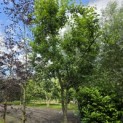 Prunus domestica 'Bleue de Belgique' - Foto 1
