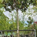 Magnolia grandiflora 'Galissonnière' - 1