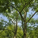 Gleditsia triacanthos ‘Inermis' - 5