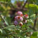 Vaccineum corymbosum 'Bluecrop' - 4