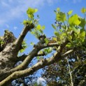 Platanus hispanica - 2025