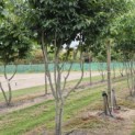 Parrotia persica 'Vanessa' - Foto 5