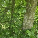 Carpinus betulus - 1