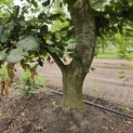 Carpinus betulus - 1