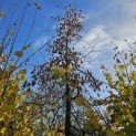 Carpinus betulus 'Pendula' - 2