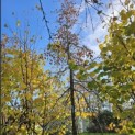 Carpinus betulus 'Pendula' - 3