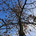 Carpinus betulus 'Pendula' - 4