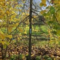 Carpinus betulus 'Pendula' - 1