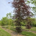 Fagus sylvatica 'Atropunicea' - 2