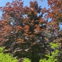 Fagus sylvatica 'Atropunicea' - 2
