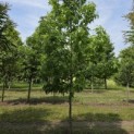 Liquidambar styraciflua 'Palo Alto' - Foto 1