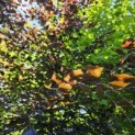 Fagus sylvatica 'Riversii' - 1