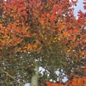 Fagus sylvatica 'Atropunicea' - Foto 2