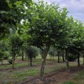Platanus x hispanica - Foto 2