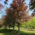 Fagus sylvatica 'Atropunicea' - 2
