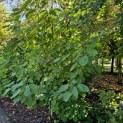 Davidia involucrata - Foto 3