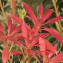 Pieris japonica 'Forest Flame' - 6