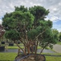 Pinus sylvestris 'Watereri' - 2