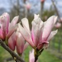 Magnolia 'Heaven Scent' - Foto 1