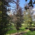 Fagus sylvatica 'Atropunicea' - 4