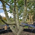 Ficus carica - Foto 6