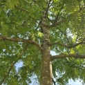 Gleditsia triacanthos ‘Sunburst' - 3