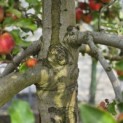 Malus domestica 'Elstar' - 5