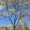 Amelanchier lamarckii - 3