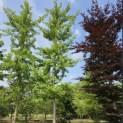 Ginkgo biloba - mei 2026