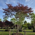 Acer palmatum 'Trompenburg' - Foto 1