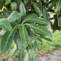 Prunus laur. Caucasica - 4