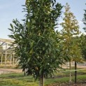 Prunus laur. Caucasica - 5