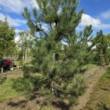Pinus nigra subsp. Nigra - 4