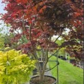 Acer palmatum 'Bloodgood' - 3