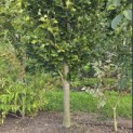 Fagus sylvatica 'Dawyck Gold' - 2