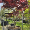 Acer palmatum 'Bloodgood' - 3