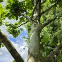 Platanus x hispanica - 1