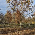 Platanus hispanica - 2