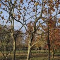 Platanus hispanica - 5