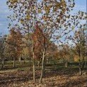Platanus hispanica - 3