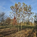 Platanus hispanica - 4
