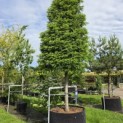 Taxus baccata - 1
