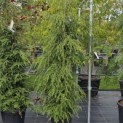 Tsuga canadensis - 1